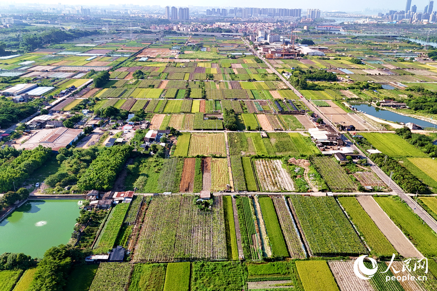 康潯村有田地300余畝，其中種植水稻約240畝。人民網(wǎng)記者 陳博攝