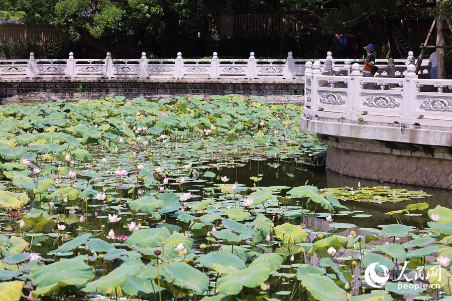 廈門南普陀景區(qū)荷花開滿塘。人民網(wǎng)記者 陳博攝