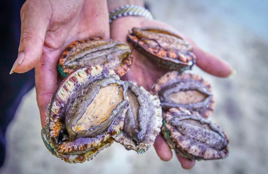 豐收的鮑魚。連江縣融媒體中心供圖