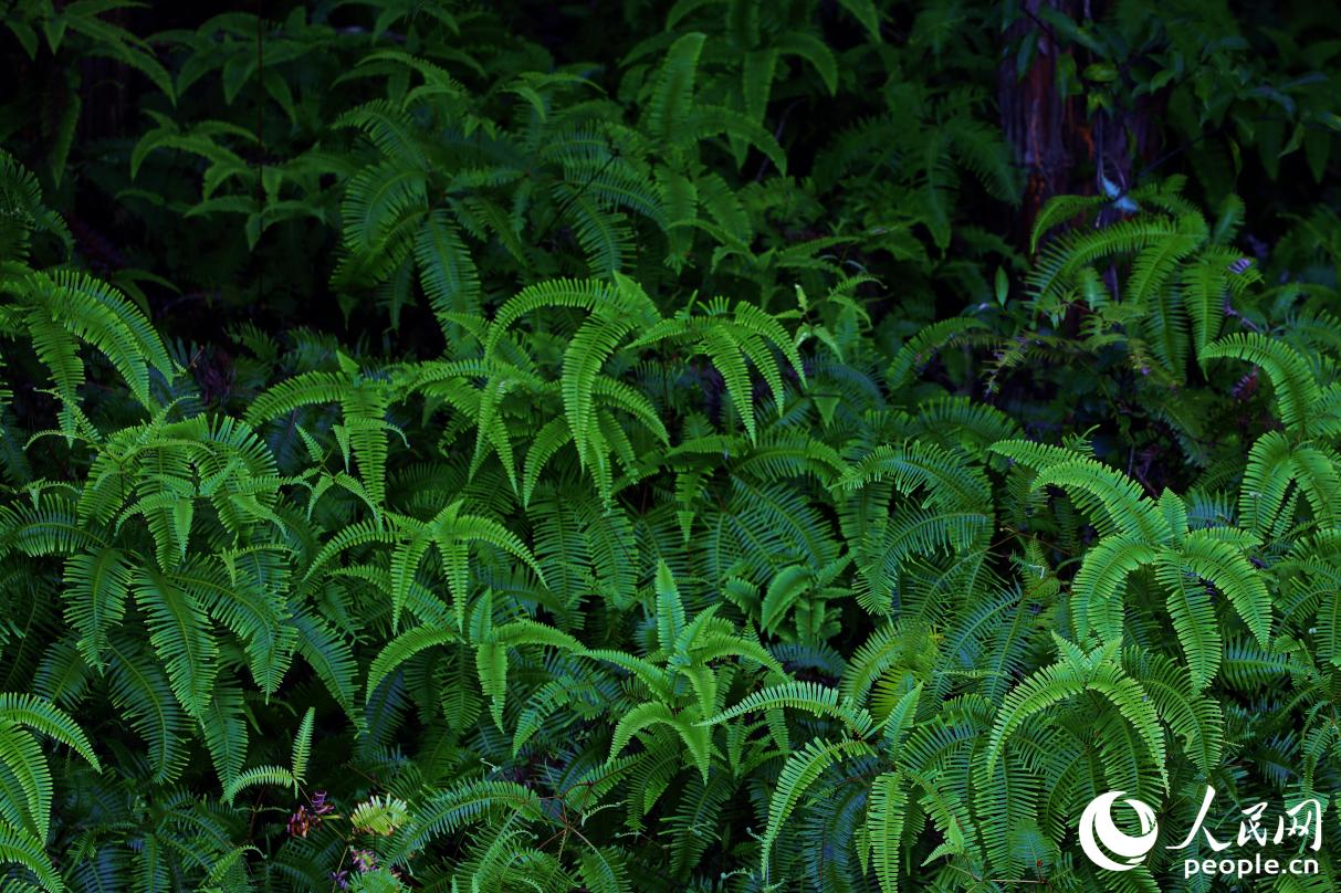 汀江國(guó)家濕地公園現(xiàn)有維管束植物424種，植被茂盛。人民網(wǎng) 李唯一攝