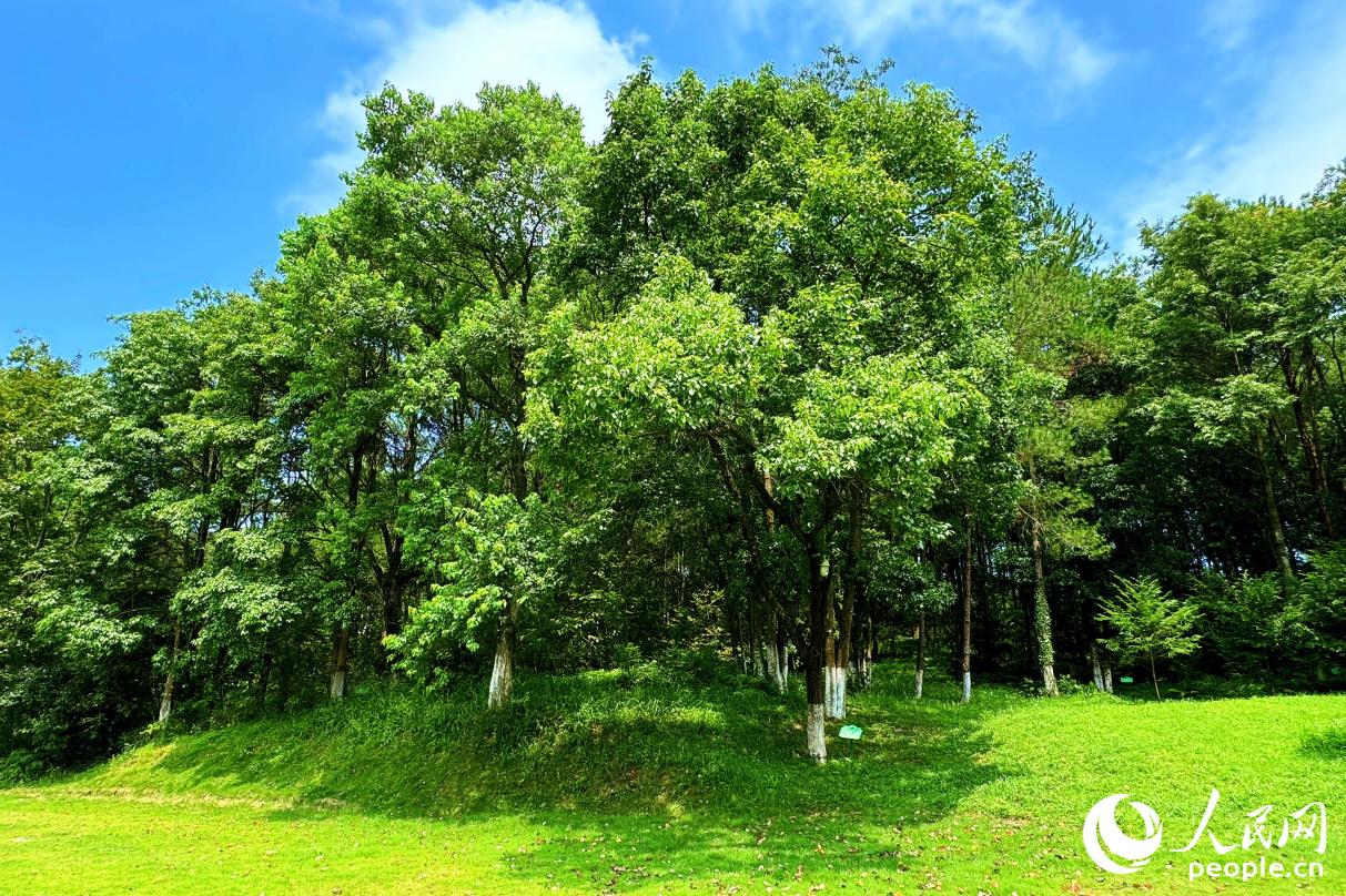 如今的長(zhǎng)汀景色怡人。人民網(wǎng) 李唯一攝