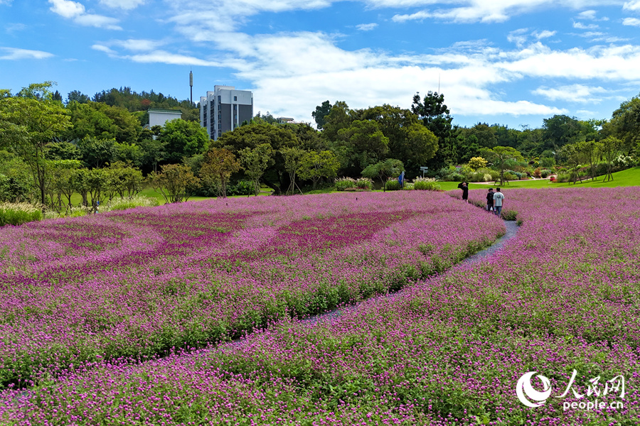 在廈門市園林植物園西山園中，千日紅花海如夢如幻。人民網(wǎng)記者 陳博攝