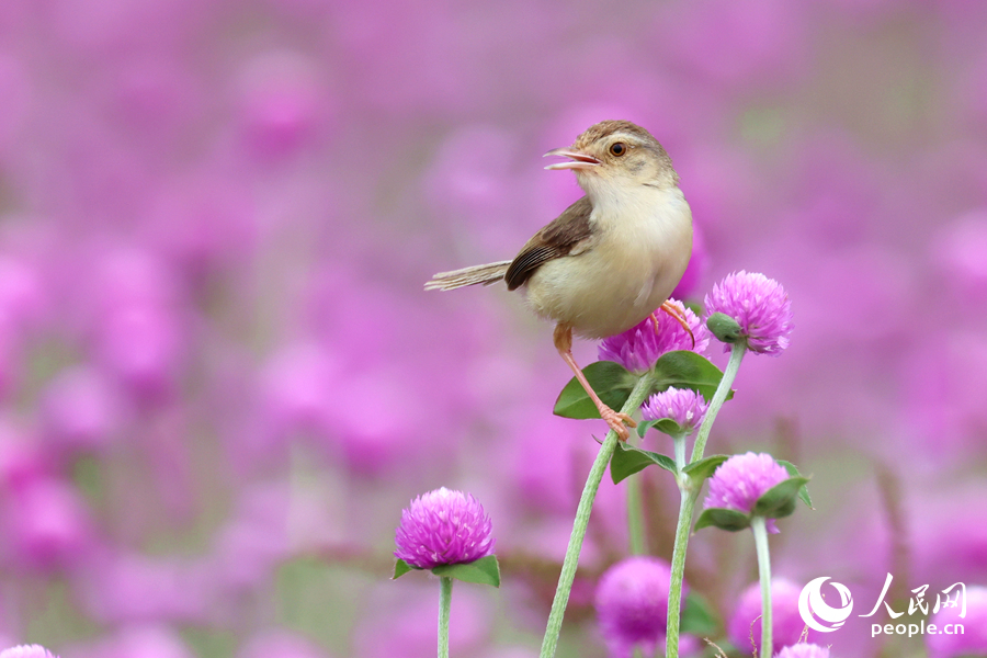 小鳥在千日紅花枝頂端眺望。人民網(wǎng)記者 陳博攝