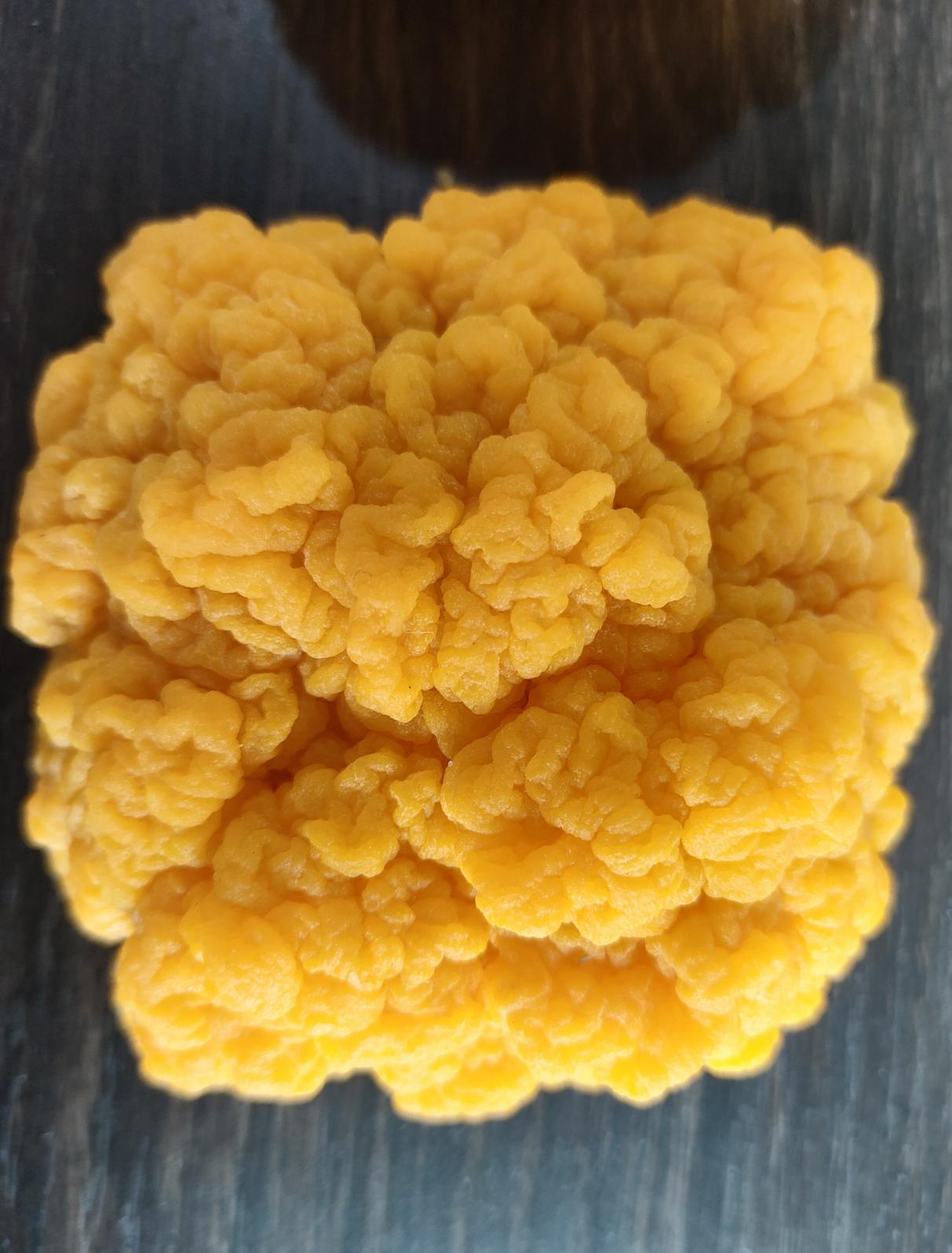 金耳。古田縣食用菌產(chǎn)業(yè)發(fā)展中心供圖