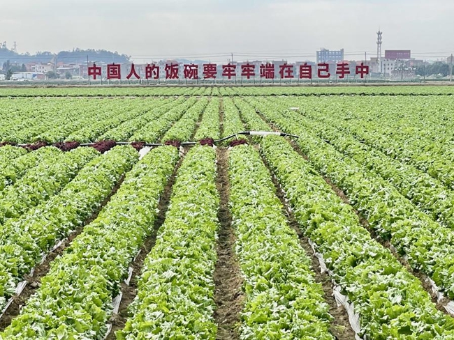 位于走馬埭現(xiàn)代農(nóng)業(yè)示范區(qū)的“酸化土壤施用瑪塔土壤調(diào)理劑固碳減排示范項目”