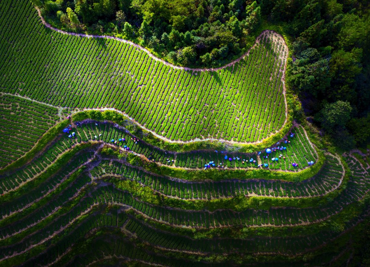 茶園秋色。陳偉攝