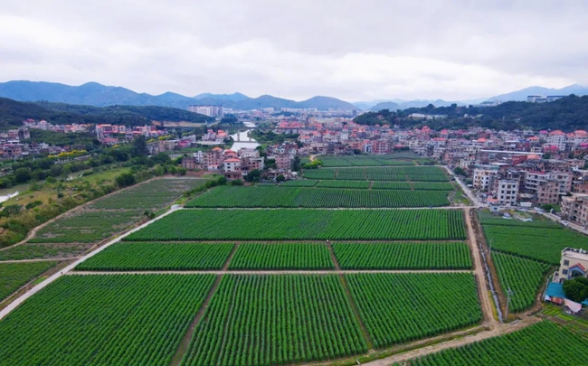 灌區(qū)稻香園示范片農(nóng)業(yè)基地蔬果長(zhǎng)勢(shì)喜人