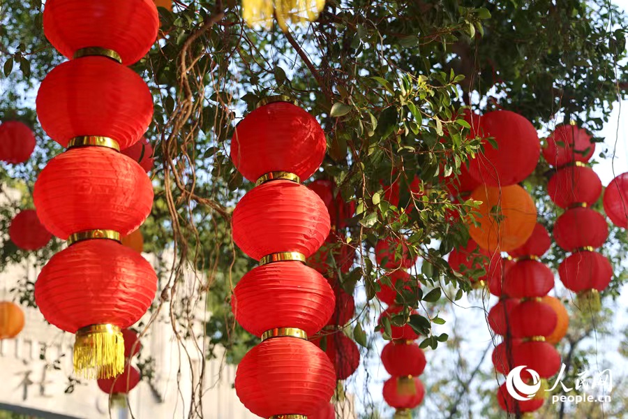榕樹枝頭春意鬧。人民網(wǎng)記者 陳博攝