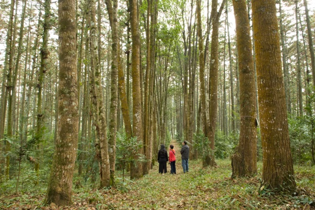 沙縣官莊國有林場生物防火林帶