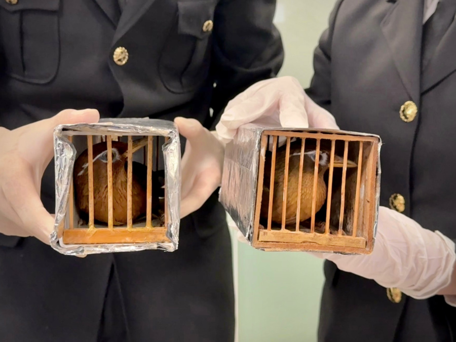 經(jīng)鑒定，6只活體鳥類均為國家二級(jí)保護(hù)動(dòng)物畫眉鳥。謝臻攝