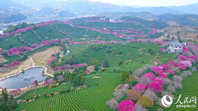位于龍巖漳平市永福鎮(zhèn)的臺(tái)品櫻花茶園，十萬(wàn)株櫻花盛開，美不勝收。人民網(wǎng) 李昌乾攝
