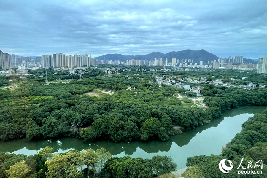 城市綠心，千畝萬株荔枝樹，被稱為“城市的綠肺”。人民網(wǎng)記者 林盈攝