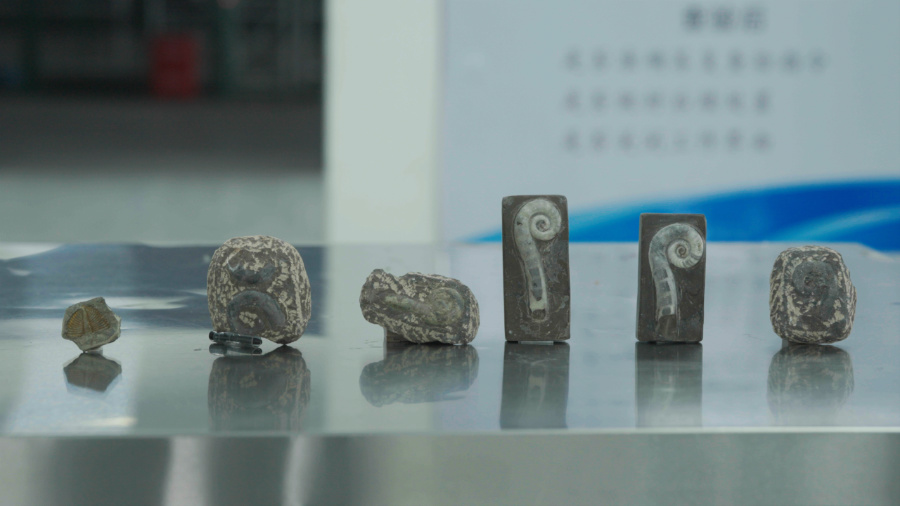 廈門海關(guān)查獲的6塊古生物化石。廈門海關(guān)供圖