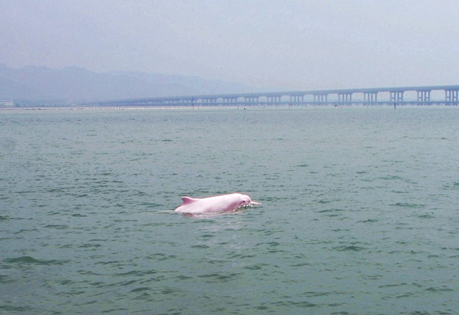 中華白海豚在福建云霄漳江口暢游。方維攝