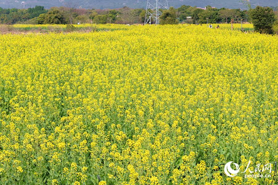 廈門李林百畝油菜花迎春開。人民網(wǎng)記者 陳博攝