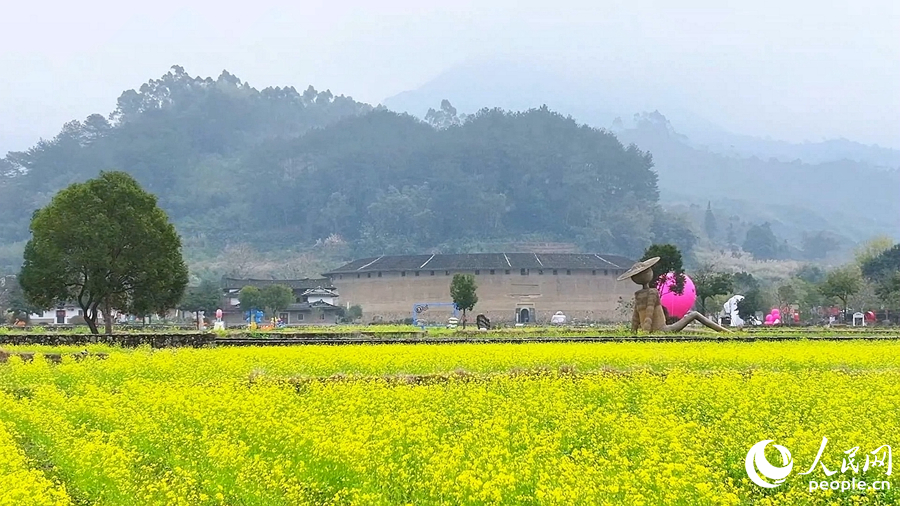 金黃油菜花掩映古樸的土樓，盡顯世遺土樓好風(fēng)光。華安縣融媒體中心供圖