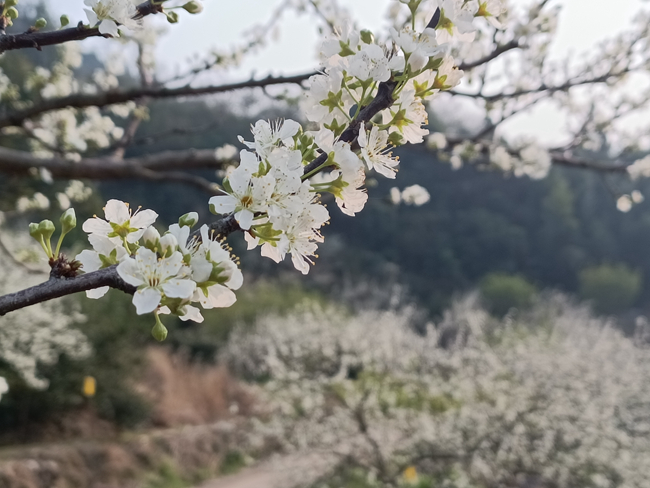 枝頭綻放的潔白花朵。永泰縣融媒體中心供圖