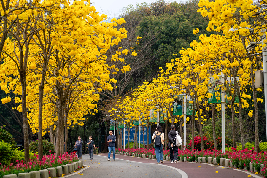 在廈門天竺山森林公園，黃花風鈴木夾道綻放。戴美珍攝