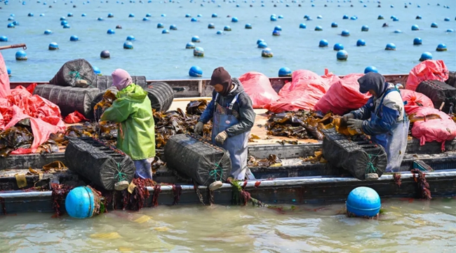 采收鮑魚