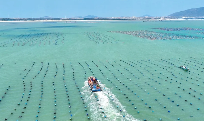 鮑魚養(yǎng)殖海域