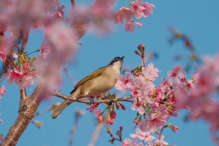 鳥兒在櫻花枝頭啼鳴。林晞華攝