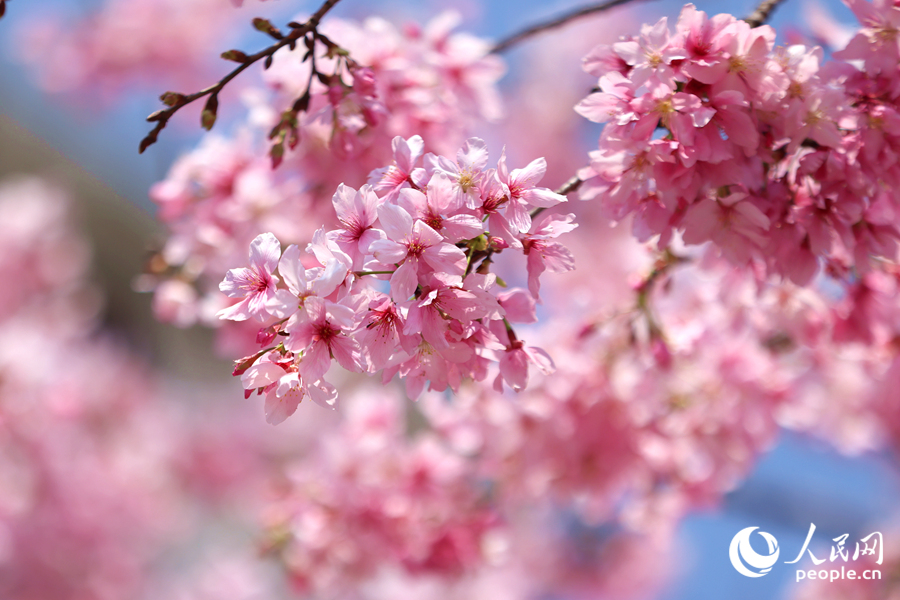 櫻花隨風(fēng)搖曳生姿。人民網(wǎng)記者 陳博攝