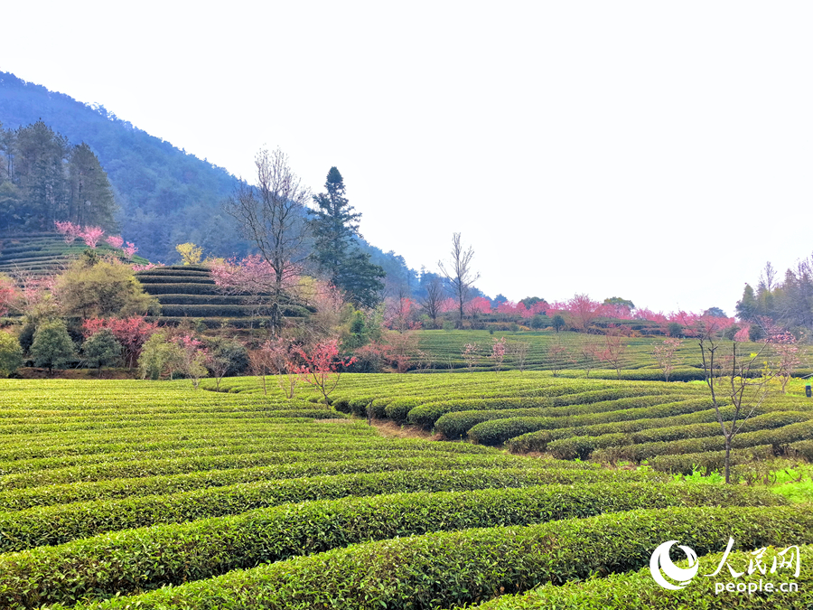 燕子窠生態(tài)茶園。人民網(wǎng)記者 林曉麗攝