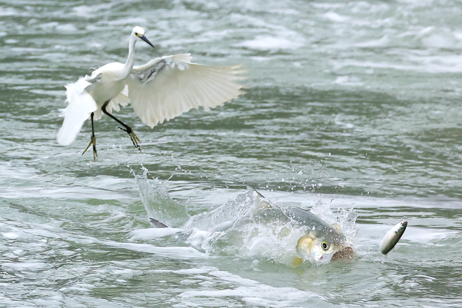 筼筜湖上魚兒躍白鷺飛。林長豐攝