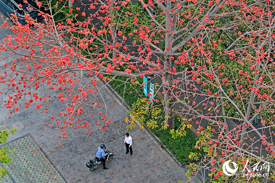 廈門瑞景木棉紅花爭(zhēng)奇斗艷。人民網(wǎng)記者 陳博攝