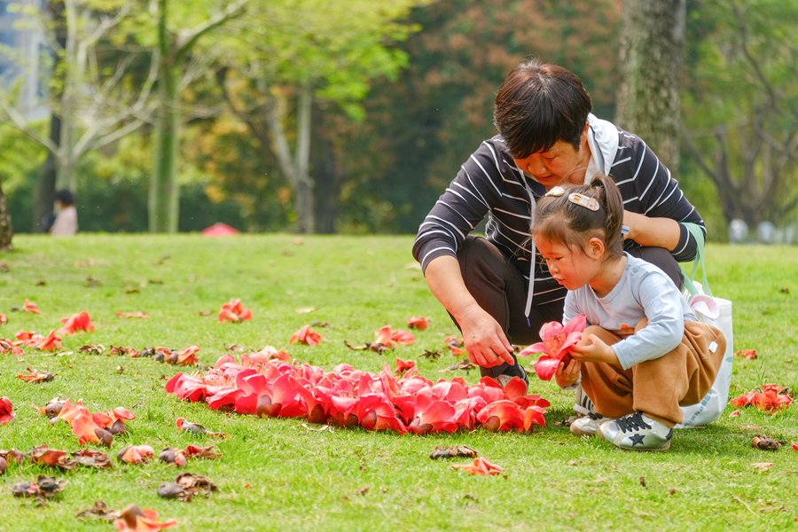 廈門南湖公園草地上，孩子撿拾落下的木棉花。林晞華攝