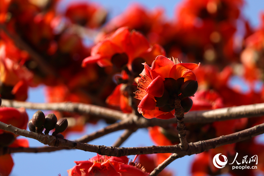木棉火紅的花朵簇?fù)碇︻^。人民網(wǎng)記者 陳博攝