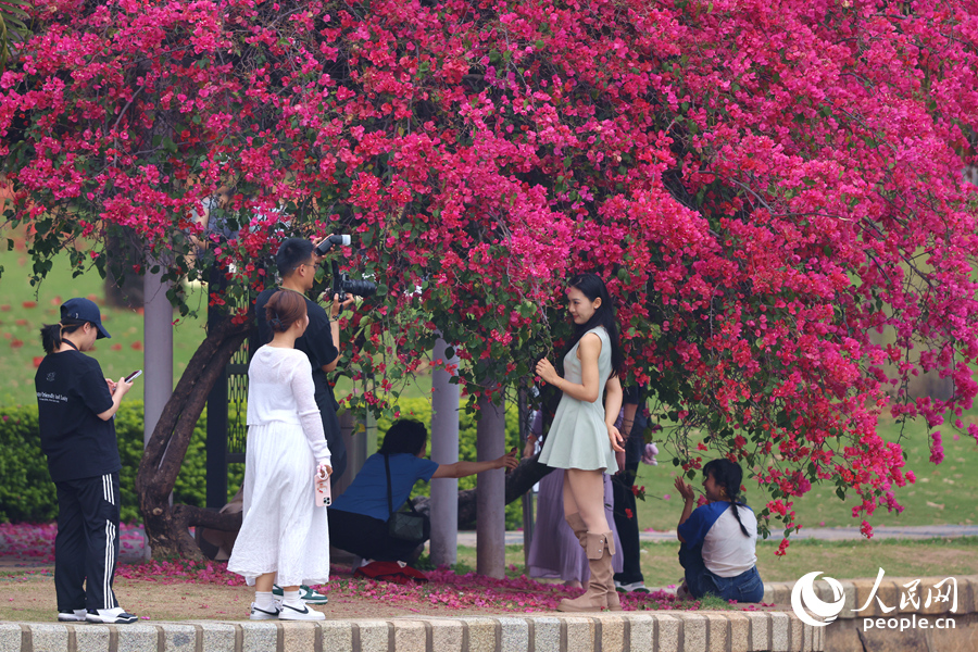 在廈門南湖公園，低垂的三角梅成為年輕人拍照的“打卡點”。人民網(wǎng)記者 陳博攝