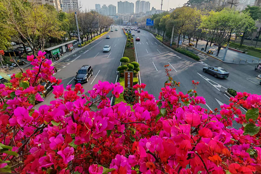 廈門濱湖北路的三角梅天橋。陳志強(qiáng)攝