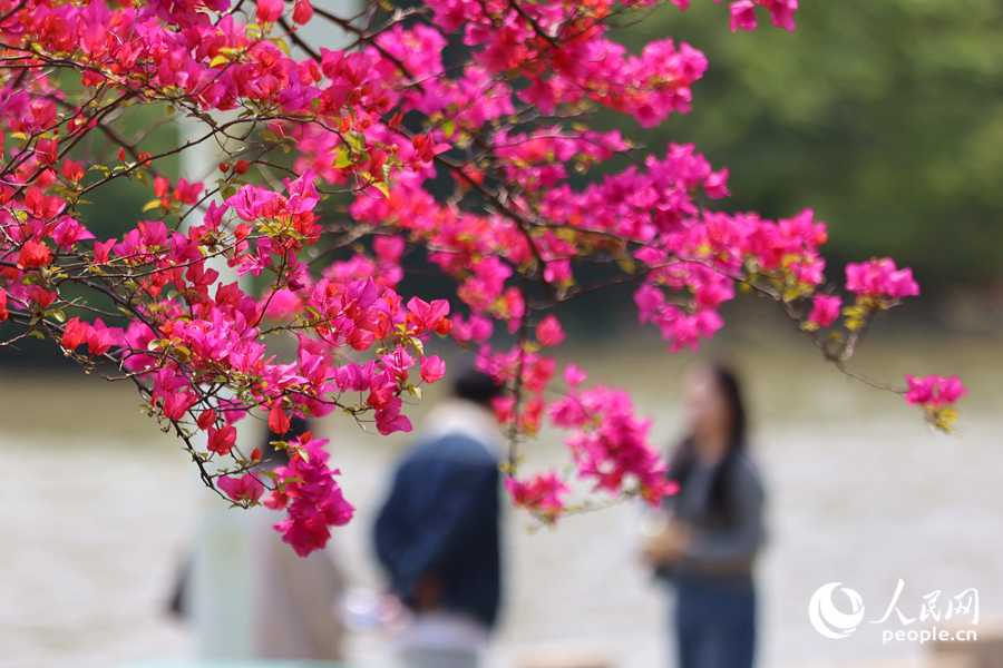 廈門隨處可見三角梅的身影。人民網(wǎng)記者 陳博攝