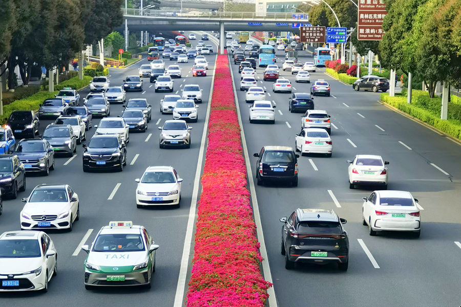 廈門湖濱西路種植的三角梅。林長豐攝