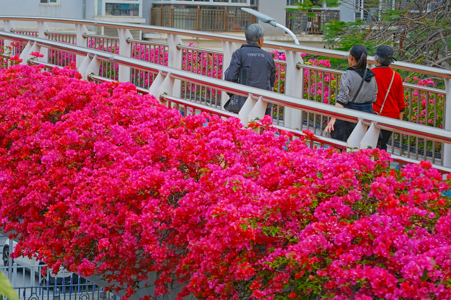 廈門湖濱東路天橋的三角梅。林晞華攝