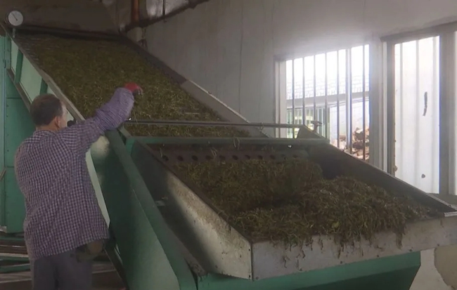 新鮮的茶葉被送入加工廠，經(jīng)過各道工序，制成優(yōu)質(zhì)的茶葉供應(yīng)市場