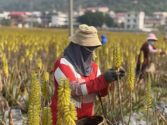 蘆薈種植基地。農(nóng)行莆田荔城支行供圖