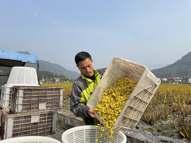 種植戶采收蘆薈。農(nóng)行莆田荔城支行供圖