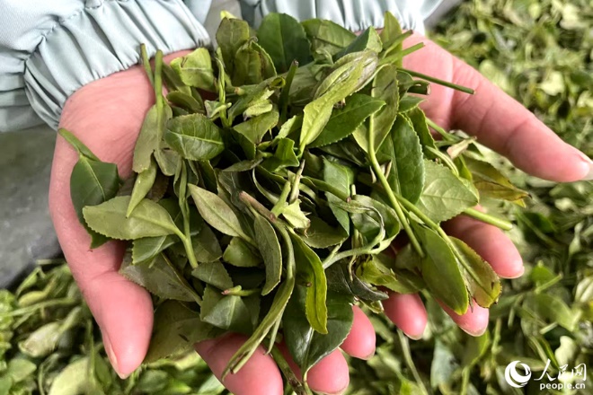 制作正山小種所用的茶青。人民網(wǎng)記者 林盈攝