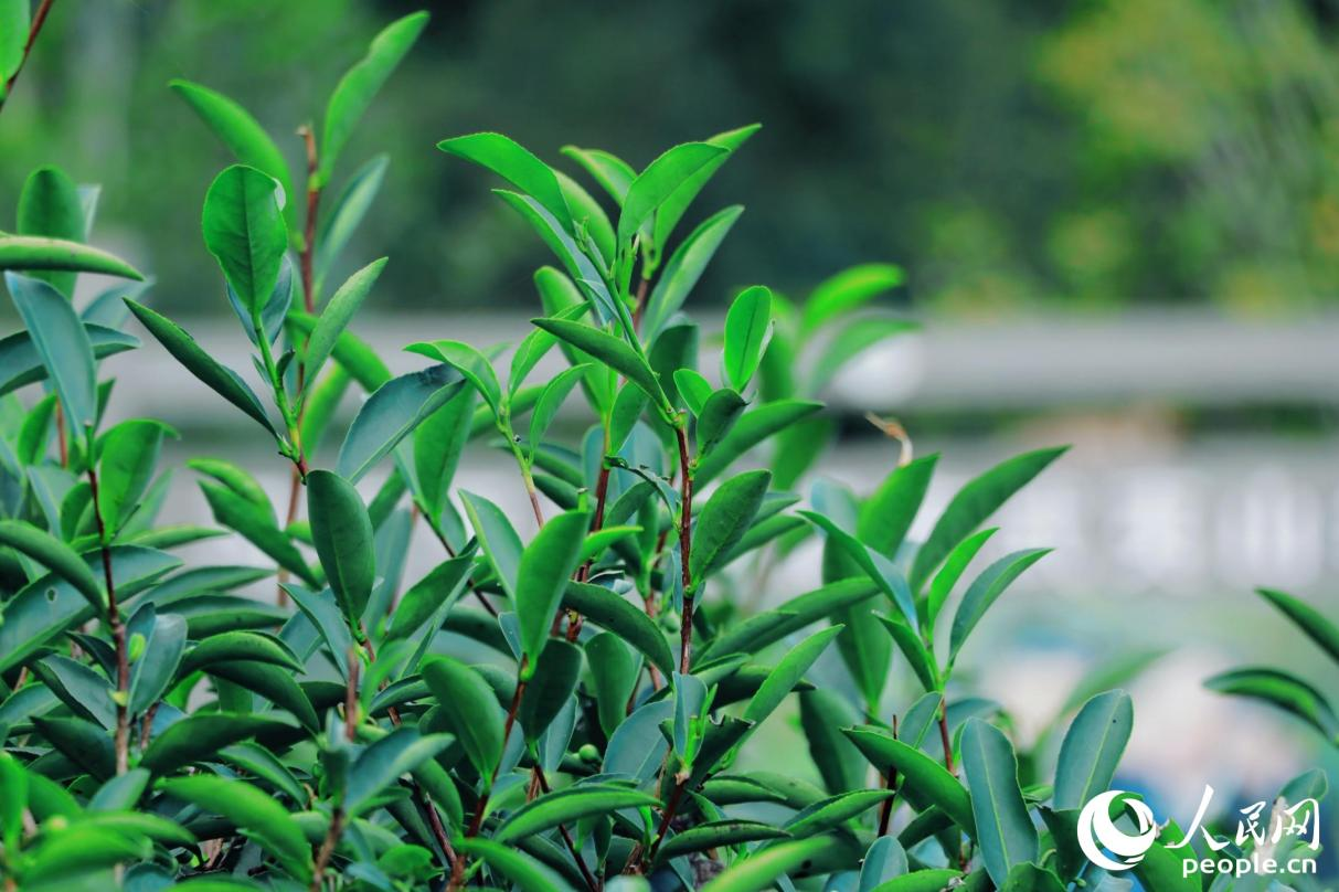 武夷山市星村鎮(zhèn)燕子窠生態(tài)茶園內(nèi)，茶芽擠滿茶樹梢頭。人民網(wǎng) 李唯一攝