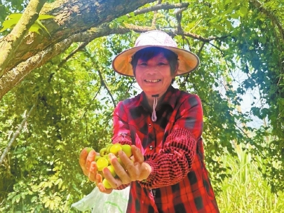青梅豐收，農(nóng)民喜笑顏開。（永泰縣融媒體中心供圖）