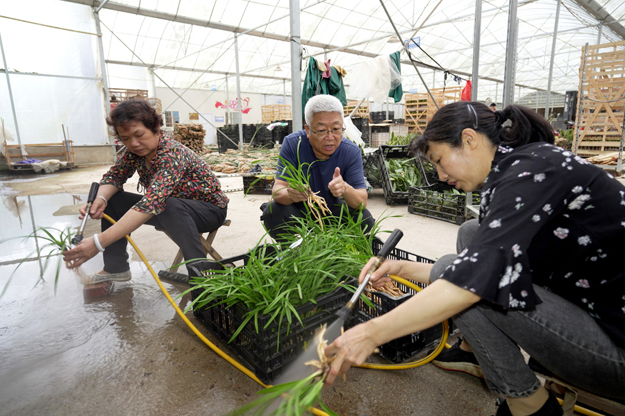 蘭花商戶徐連福指導(dǎo)工作人員仔細(xì)清洗出口國蘭根部，剔除泥土和雜質(zhì)。南靖縣融媒體中心供圖