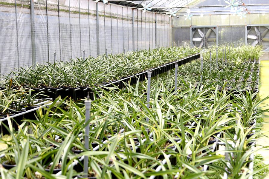 位于南靖縣的一處蘭花種植基地。南靖縣融媒體中心供圖