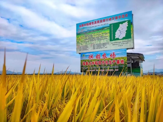 供銷農場福香占水稻現(xiàn)代化生產基地