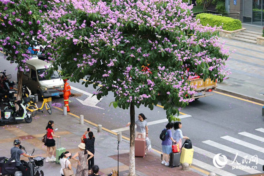 市民用手機(jī)拍攝美麗花景。人民網(wǎng)記者 陳博攝