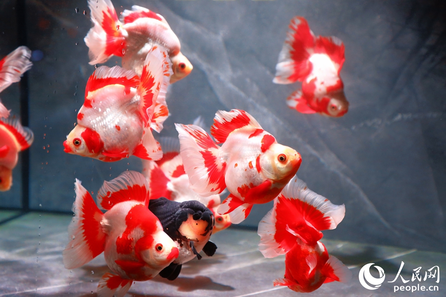 琉金金魚。人民網(wǎng) 李唯一攝