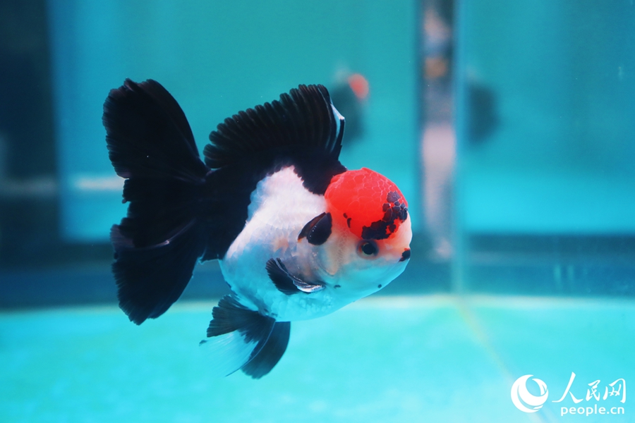 三色長尾獅頭金魚。人民網(wǎng) 李唯一攝