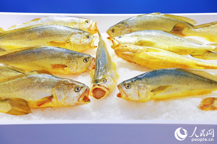 寧德大黃魚。人民網(wǎng) 李唯一攝