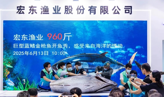 巨型藍(lán)鰭金槍魚(yú)開(kāi)魚(yú)秀